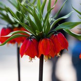 Kieuwtulp (Fritillaria) - imperialis Rubra Maxima - Keizerskroon - Snijbloemen - Geurend - Voorjaarsbollen - bloeit in April / Mei