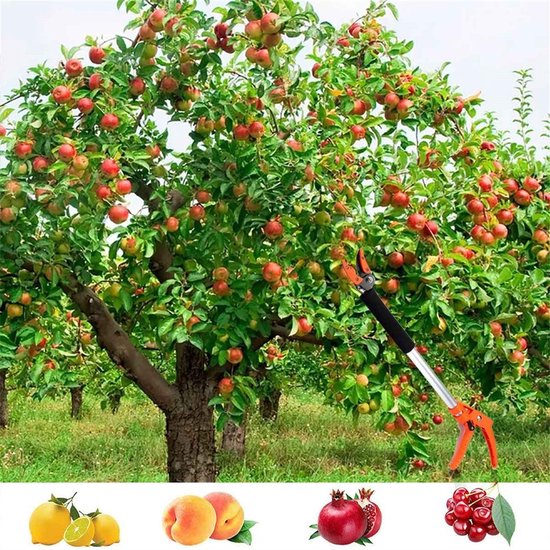 Lange Snoeischaar met Steel - Aluminium & Staal - Ergonomisch Ontwerp - Voor Takken, Struiken & Fruitpluk - Tuingereedschap voor Tuin & Boomgaard — afbeelding 4