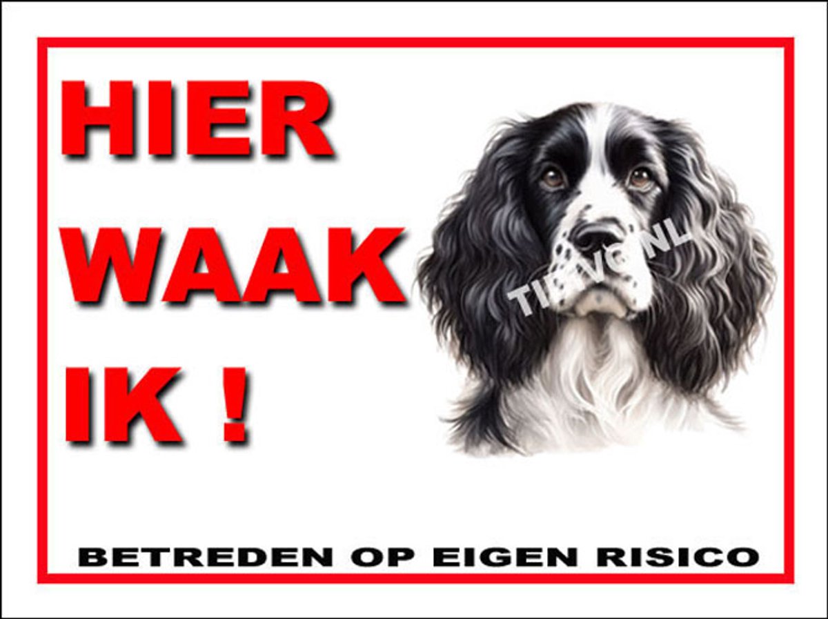 Engelse Springer Spaniel 3