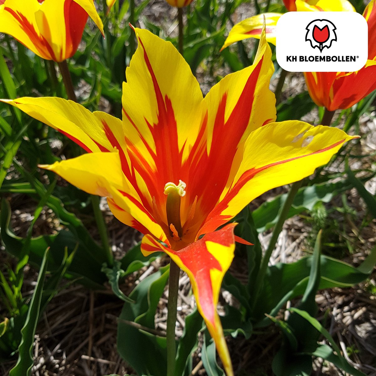 Tuinplantenshop.com | Tulpenbollen 'Fire Wings' | 20 Stuks | Rood-Geel Gevlamde Tulp - Ø5cm - 30-50cm hoog - Bloembol - Tuinplant