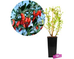 Lycium barbarum 'Little Goji', Dwerg boksdoorn, Hoogte 60cm, 2 liter pot