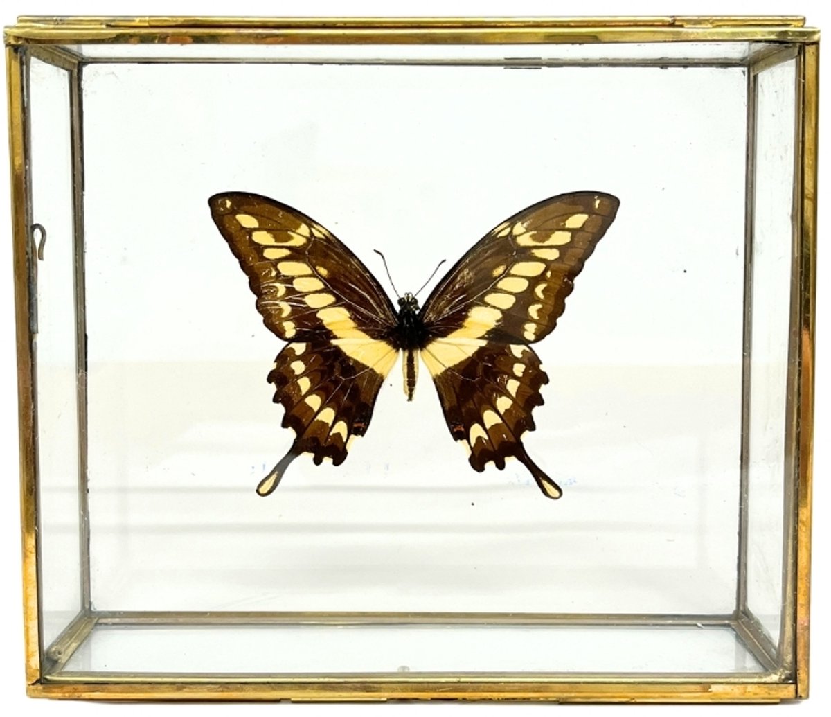 Vlinder - Papilio thoas cinyras in elegante glazen kistje met gouden rand