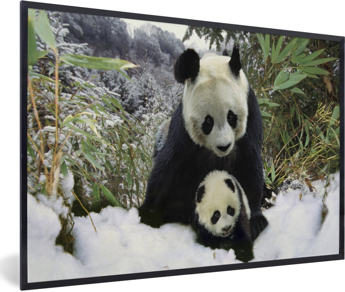 Fotolijst incl. Poster - Panda - Welp - Sneeuw - 30x20 cm - Posterlijst