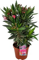 Nerium Oleander S - Oleander Roze - Roze bloemen - Pot ⌀ 19cm - Hoogte 50-60cm