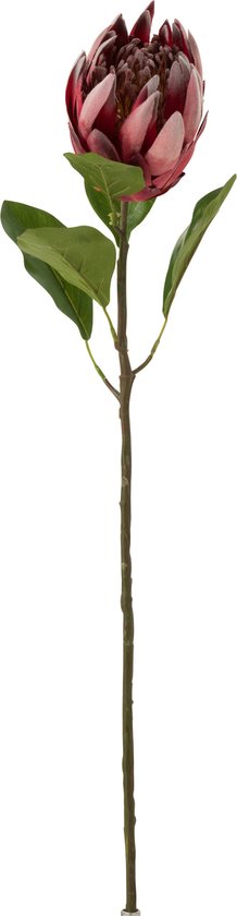 J-Line bloem Protea Tak - kunststof - donkerrood - 6 stuks