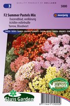 Sluis Garden - Duizendblad Summer Pastels F2 mix (Achillea)