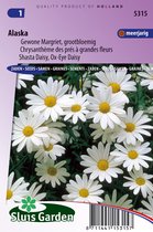 Jardin Sluis - Daisy Alaska (Chrysanth)
