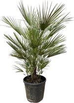 Trendyplants - Chamaerops Humilis struik - Hoogte 170-190 cm - Europese Dwergpalm - Winterhard - Tuinplant - Potmaat Ø30cm
