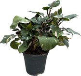 Trendyplants special - Philodendron White Knight - Kamerplant - Hoogte 30-50 cm - Potmaat Ø19cm