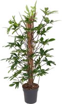 Philodendron pedatum - ø24cm - 120cm