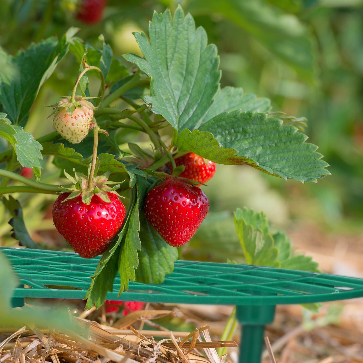 KADAX Aardbeiensteunen, 30 cm, 10 stuks, bescherming voor aardbeien