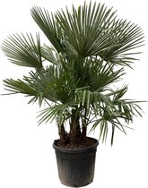 Buitenpalm – Waaierpalm (Trachycarpus) – Hoogte: 200 cm – van Botanicly