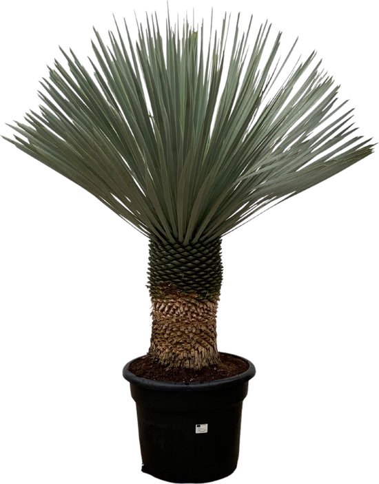 Yucca Rostrata 60/80 cm en pot de 20 L