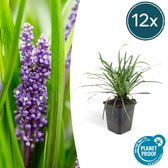 Trendyplants - Liriope muscari 'Big Blue' - 12 stuks - Leliegras - Winterhard - Hoogte 10-25cm - Potmaat Ø9cm