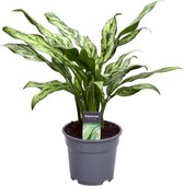 Groene plant – Epipremnum (Aglaonema Juliette) – Hoogte: 40 cm – van Botanicly