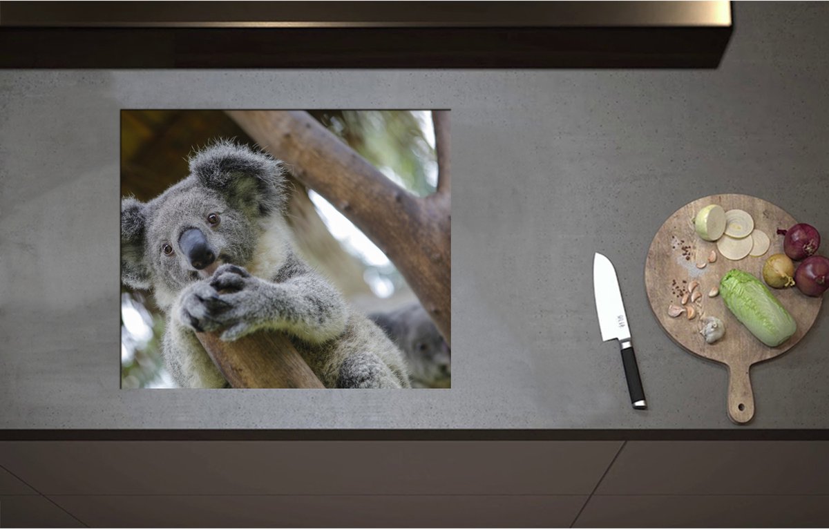Inductieplaat Beschermer - Australische Koala in een Boom - 60x51 cm - 2 mm Dik - Inductie Beschermer - Bescherming Inductiekookplaat - Kookplaat Beschermer van Zwart Vinyl