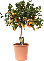 Citroenplant op stam, Citrus Calamondin - Ø22cm - 80cm voor binnen en buiten