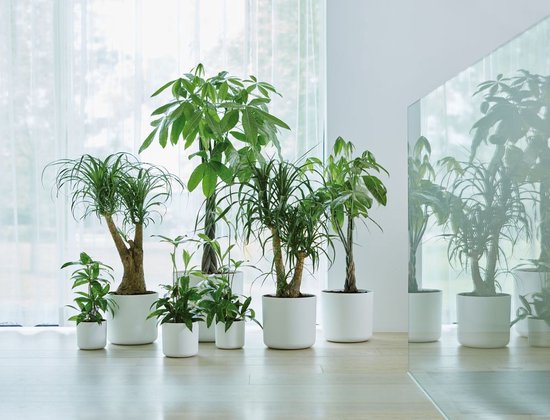 Diverses plantes d'intérieur dans des pots blancs, dans un espace lumineux et moderne avec beaucoup de verre.
