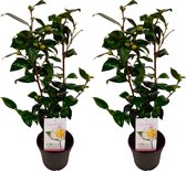Plant in a Box - Camellia japonica Brushfield's Yellow - Set de 2 - Japanse roos - Camellia plant winterhard - Pot 15cm - Hoogte 50-60cm
