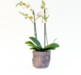 Orchidee (Phalaenopsis) in grijze fluwelen pot