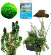 vdvelde.com - Anti Alg Vijver Pakket - S - Voor 100 - 500 L - Zuurstofplanten + extra's - Plaatsing: -1 tot -20 cm