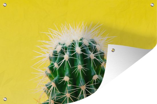 Cactus sur toile de jardin jaune affiche en vrac