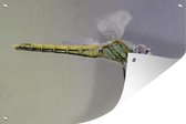 Muurdecoratie Close-up van een libelle - 180x120 cm - Tuinposter - Tuindoek - Buitenposter