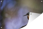 Tuindecoratie IJsvogel fotoprint - 60x40 cm - Tuinposter - Tuindoek - Buitenposter