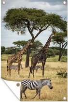 Tuinposters buiten Giraffen en Zebras samen op de savanne van het Nationaal park Serengeti - 60x90 cm - Tuindoek - Buitenposter