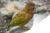 Kakapo on a stone garden poster toile en vrac 180x120 cm - Toile de jardin / Toile d'extérieur / Peintures d'extérieur (décoration de jardin) XXL / Groot format!