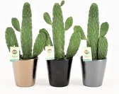 Cactussen van Botanicly – 3 × Opuntia Consolea in keramische pot als set – Hoogte: 35 cm