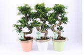 Kamerplanten van Botanicly – 3 × Chinese vijg incl. zink sierpot als set – Hoogte: 60 cm – Ficus microcarpa Ginseng