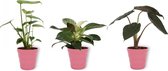 Set van 3 Kamerplanten - Philodendron White Wave & Monstera Deliciosa & Alocasia Wentii - ±  30cm hoog - 12cm diameter - in roze pot