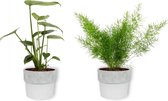 Set van 2 Kamerplanten - Monstera Deliciosa & Asparagus Sprengeri - ±  30cm hoog - 12cm diameter - in betonnen witte pot