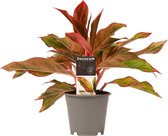 Kamerplant van Botanicly – Aglaonema – Hoogte: 25 cm