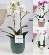 Orchideeën van Botanicly – 3 × Vlinder orchidee in witte keramiek pot 'Eline' als set – Hoogte: 45 cm, 1 tak – Phalaenopsis multiflora