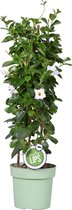 Mandevilla Sundaville - Chileense Jasmijn - Klimplant - Wit - ⌀19 cm - 65-75 cm