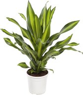 Dracaena 'Burley' – ↨ 80cm – ⌀ 24cm