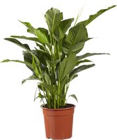 Lepelplant Spathiphyllum Sweet Lauretta – ↨ 100cm – ⌀ 24cm