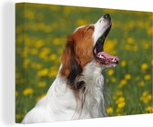 Canvas Schilderij Kooikerhond gaapt - 60x40 cm - Wanddecoratie