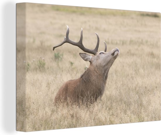 Cerf avec la tête en l'air toile 2cm 60x40 cm - Tirage photo sur toile peinture (Décoration murale salon / chambre) / animaux sauvages Peintures sur toile