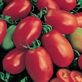 Tomaten zaden - Roma VF