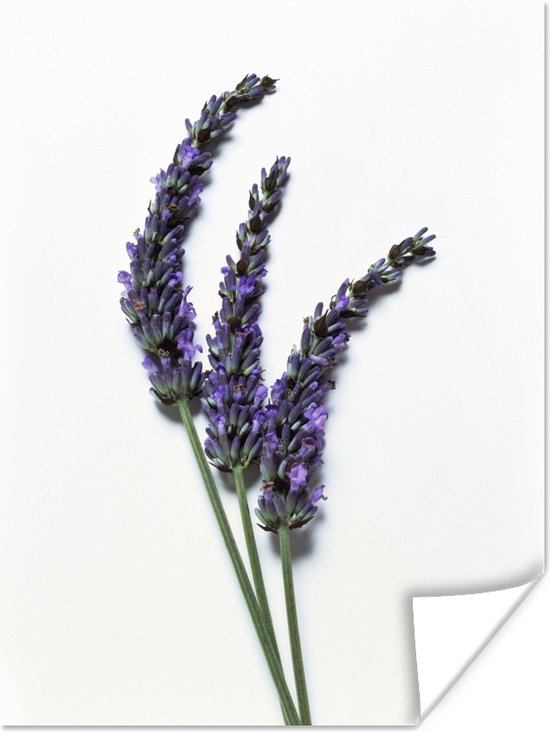 Poster Close-up van drie takken lavendel tegen een witte achtergrond - 60x80 cm