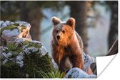 Bruine beer in het zonlicht poster papier 60x40 cm - Foto print op Poster (wanddecoratie woonkamer / slaapkamer) / Wilde dieren Poster