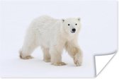 IJsbeer in de sneeuw poster papier 90x60 cm - Foto print op Poster (wanddecoratie woonkamer / slaapkamer) / Wilde dieren Poster