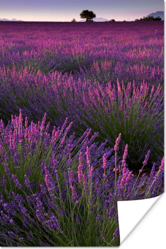 Paarse lavendel bloemen in een veld Poster 20x30 cm - klein - Foto print op Poster (wanddecoratie woonkamer / slaapkamer)