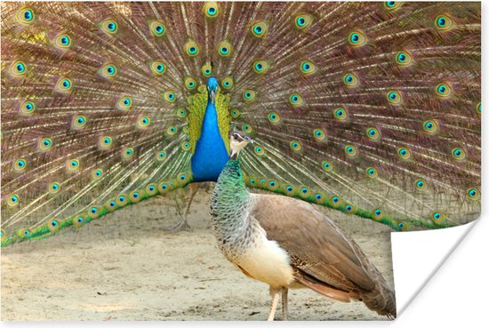 Narabar Eenheid Bestrating Mannetjes groene pauw toont veren aan vrouwelijke pauw Poster 120x80 cm -  Foto print... | bol.com