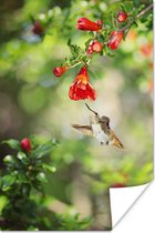 Colibri volant vers le haut se nourrit de nectar Poster 60x90 cm - Tirage photo sur Poster (décoration murale salon / chambre)