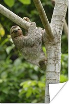 Décoration murale - Un paresseux accroché à une branche - 60x90 cm