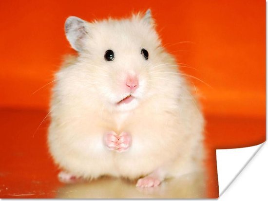 Poster Witte hamster oranje - 120x90 | bol.com